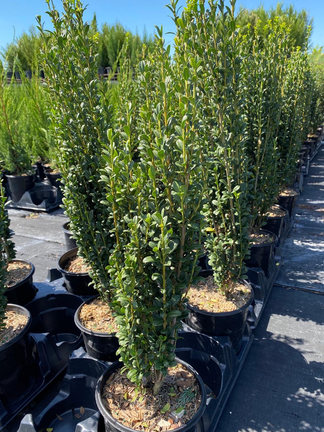 Ilex Crenata Sky Pencil - View 8 from www redcrocus com