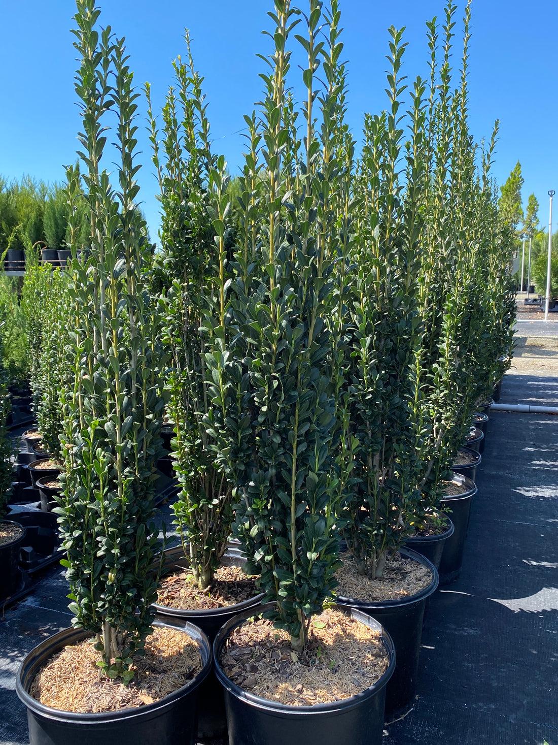 Ilex Crenata Sky Pencil - View 9 from www redcrocus com