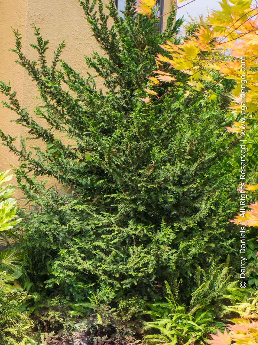 Chamaecyparis Obtusa 'filicoides' - View 14 from www redcrocus com