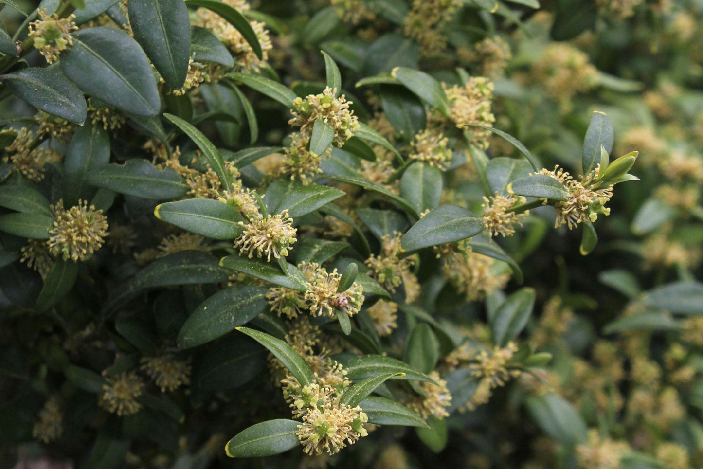 Buxus Sempervirens - View 15 from www redcrocus com