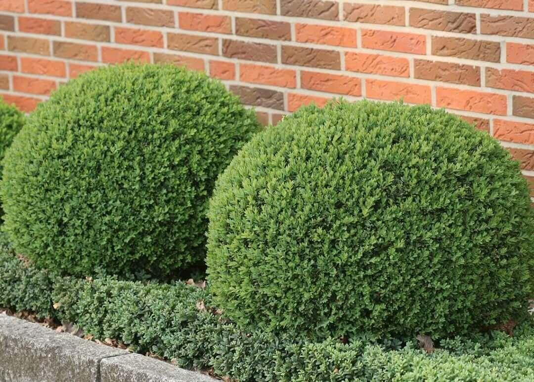 Buxus Sempervirens - View 3 from www redcrocus com