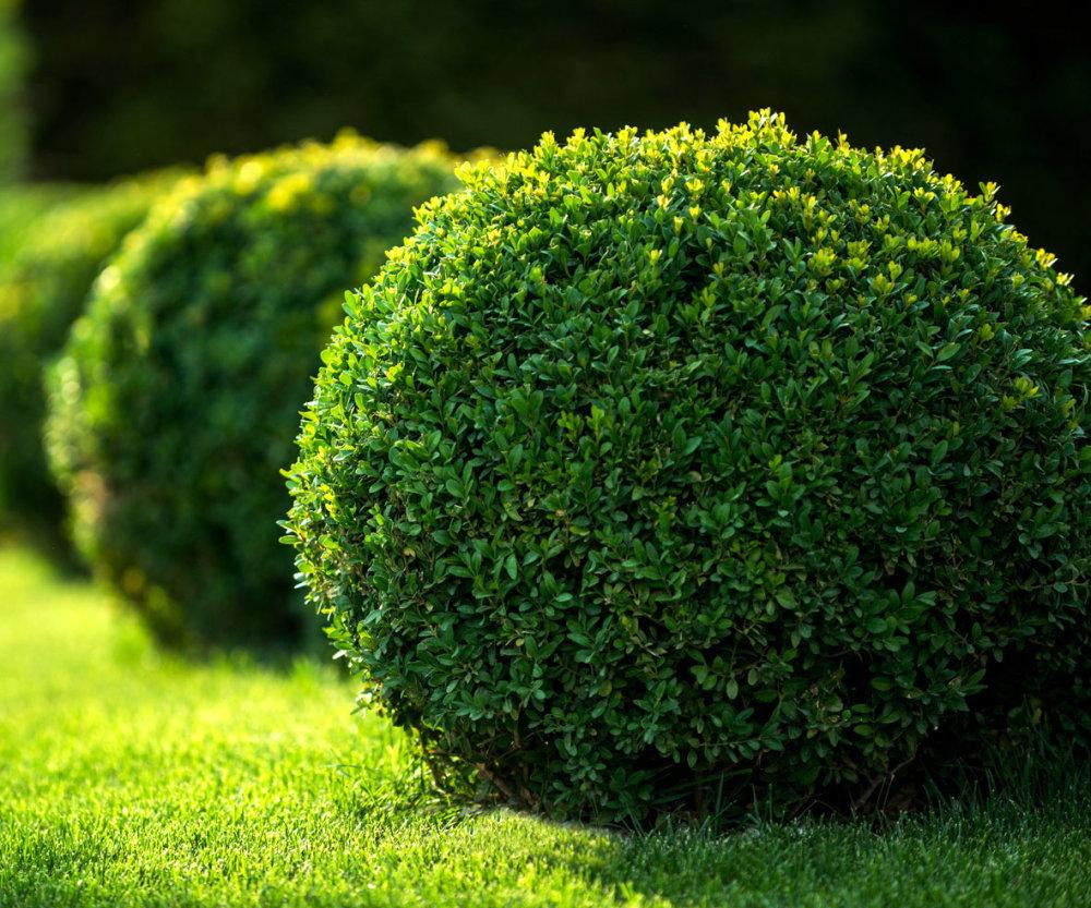 Buxus Sempervirens - View 4 from www redcrocus com