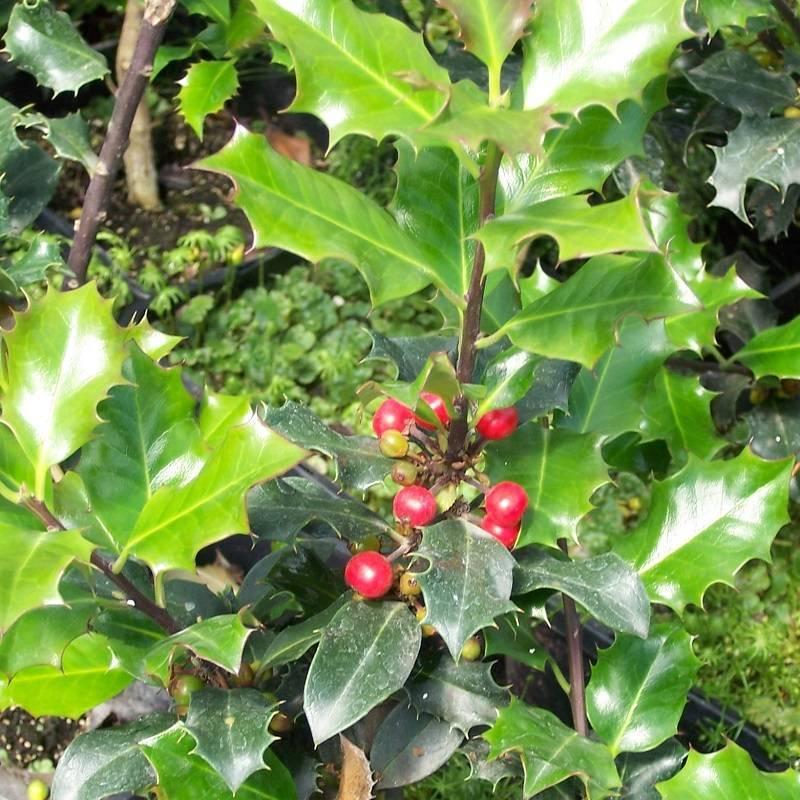 Ilex Meserveae Blue Princess - View 11 from www redcrocus com