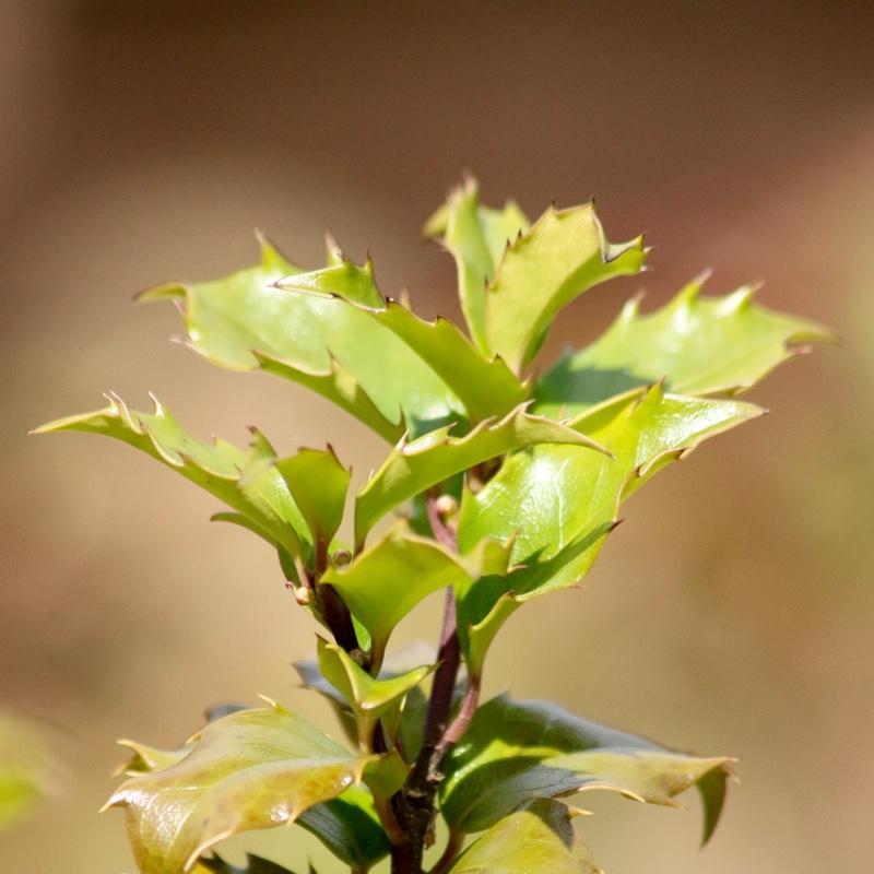 Ilex Meserveae Blue Princess - View 14 from www redcrocus com