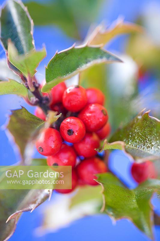 Ilex Meserveae Blue Princess - View 17 from www redcrocus com