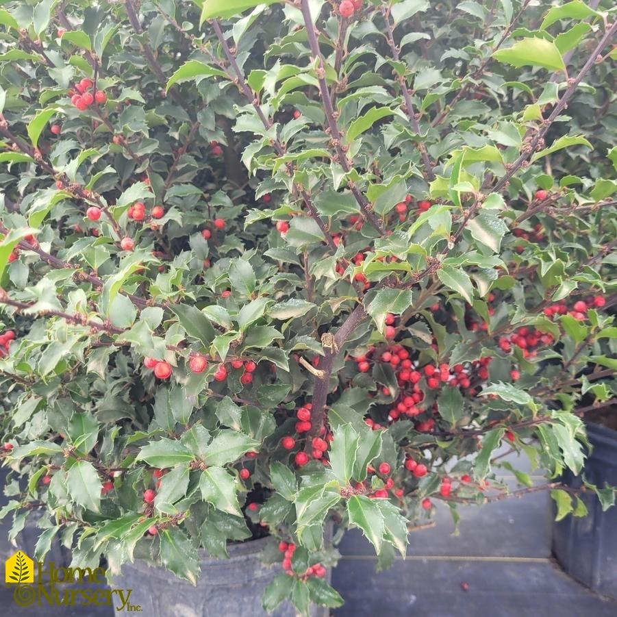 Ilex Meserveae Blue Princess - View 20 from www redcrocus com