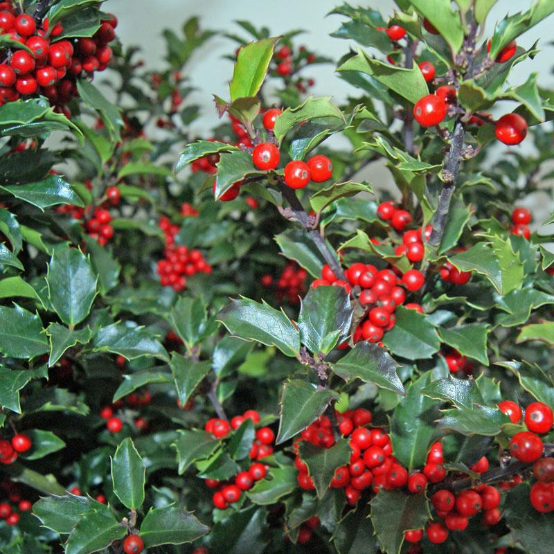 Ilex Meserveae Blue Princess - View 4 from www redcrocus com