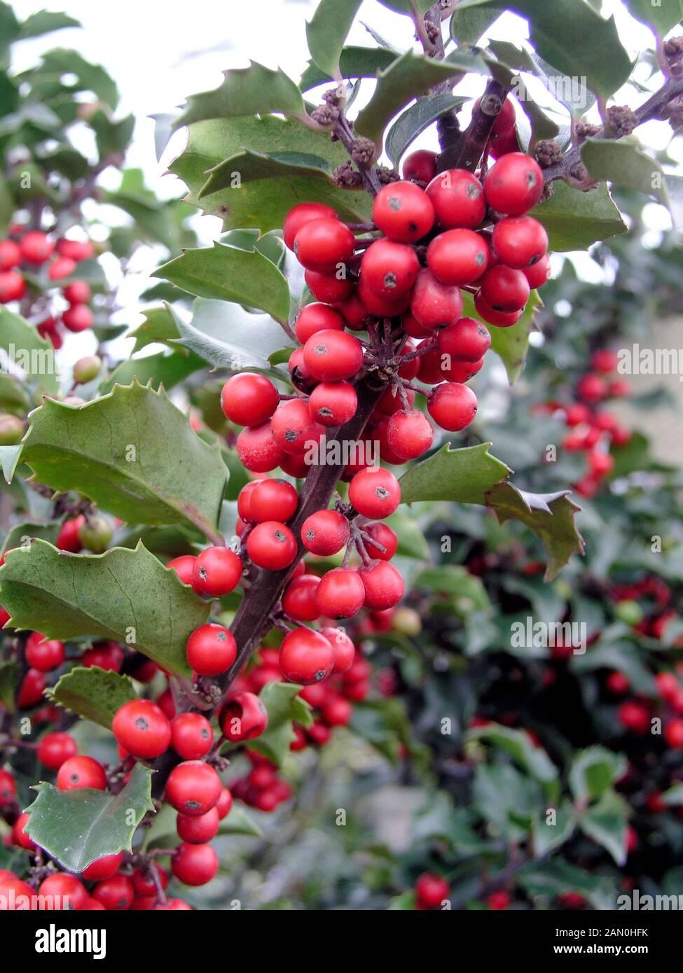 Ilex Meserveae Blue Princess - View 8 from www redcrocus com