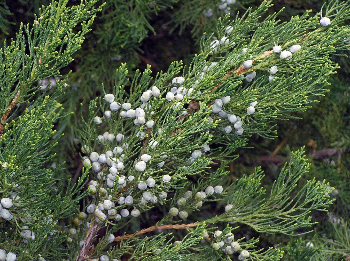 Juniperus Chinensis Robusta Green - View 10 from www redcrocus com