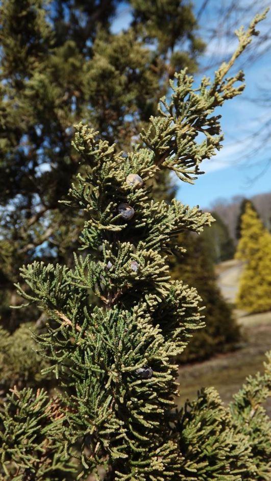 Juniperus Chinensis Robusta Green - View 12 from www redcrocus com