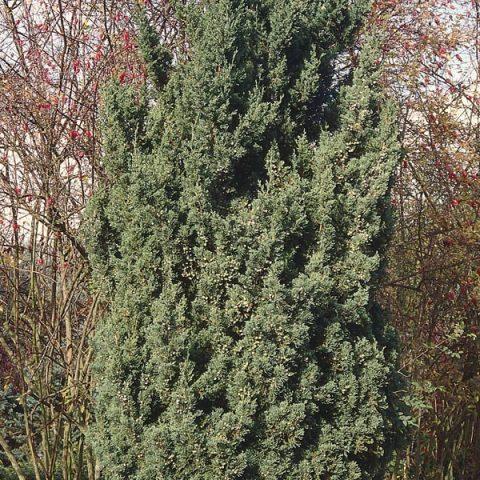 Juniperus Chinensis Robusta Green - View 14 from www redcrocus com
