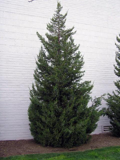 Juniperus Chinensis Robusta Green - View 15 from www redcrocus com