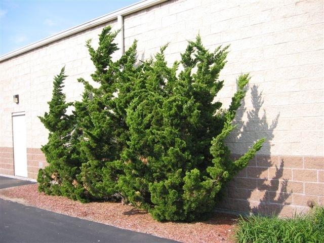 Juniperus Chinensis Robusta Green - View 16 from www redcrocus com