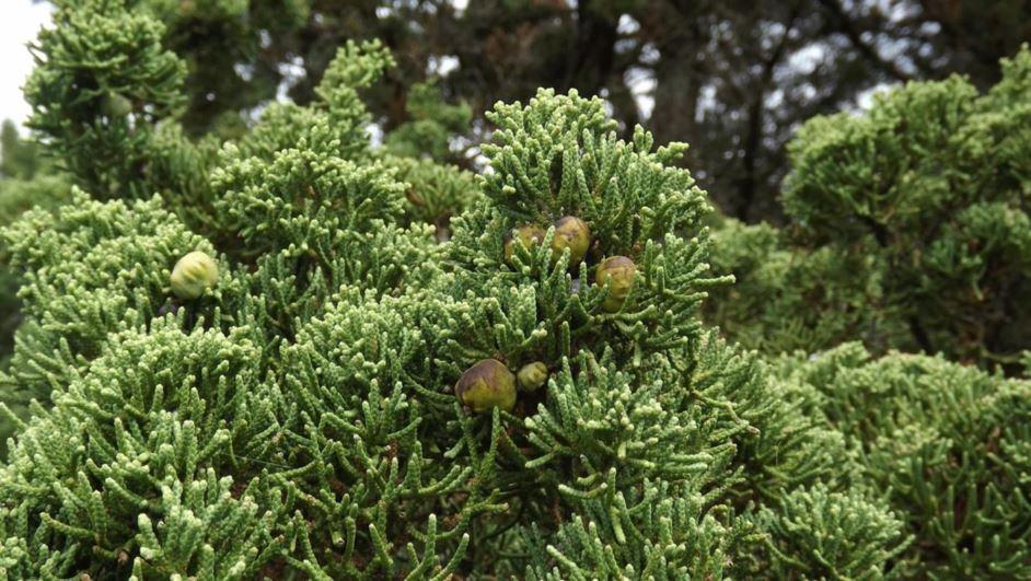 Juniperus Chinensis Robusta Green - View 17 from www redcrocus com