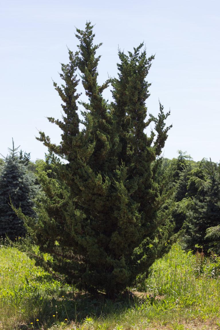 Juniperus Chinensis Robusta Green - View 1 from www redcrocus com
