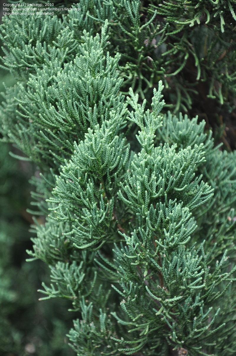 Juniperus Chinensis Robusta Green - View 3 from www redcrocus com