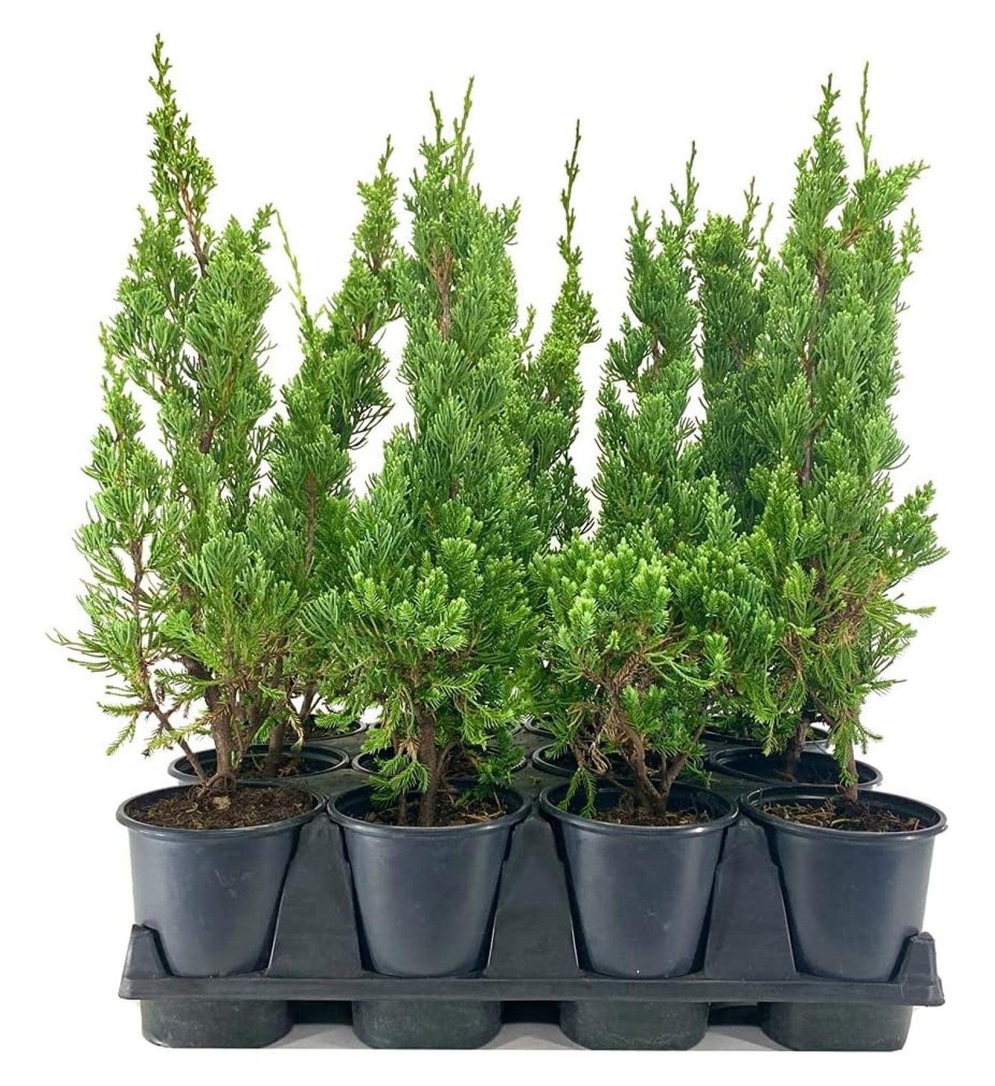 Juniperus Chinensis Robusta Green - View 8 from www redcrocus com