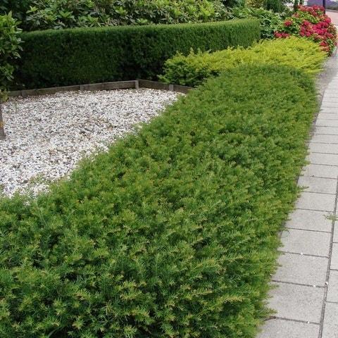 Taxus Baccata Repandens - View 15 from www redcrocus com