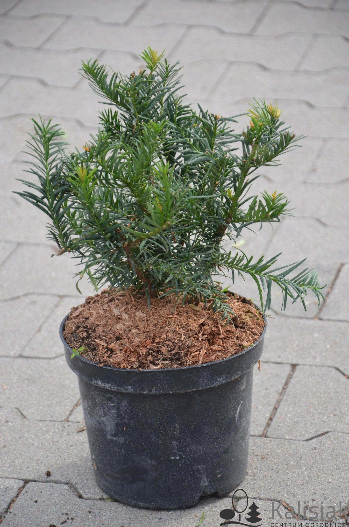 Taxus Baccata Repandens - View 18 from www redcrocus com