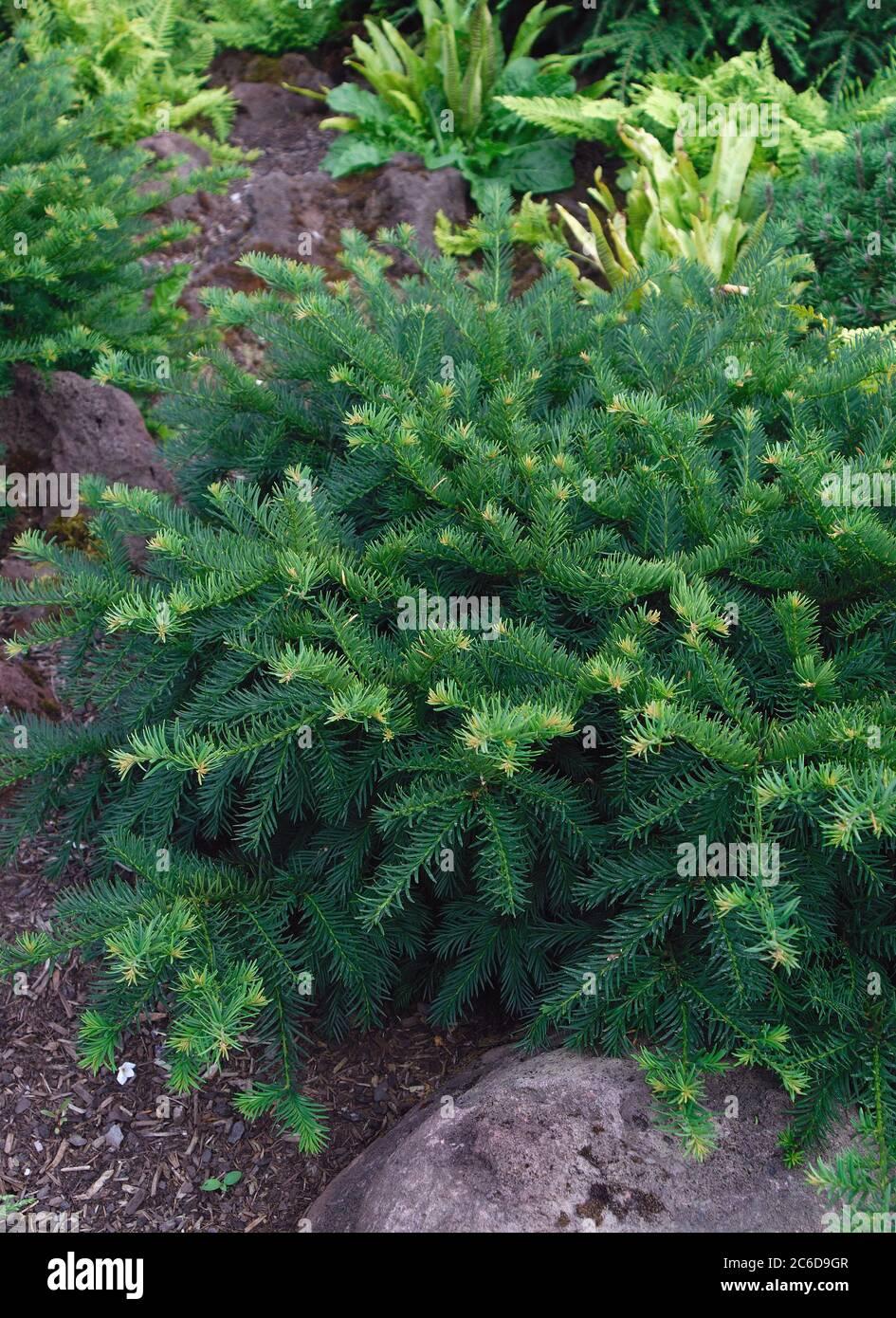 Taxus Baccata Repandens - View 6 from www redcrocus com