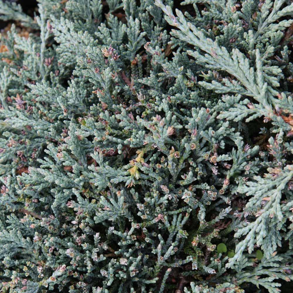 Juniperus Horizontalis Icee Blue - View 10 from www redcrocus com