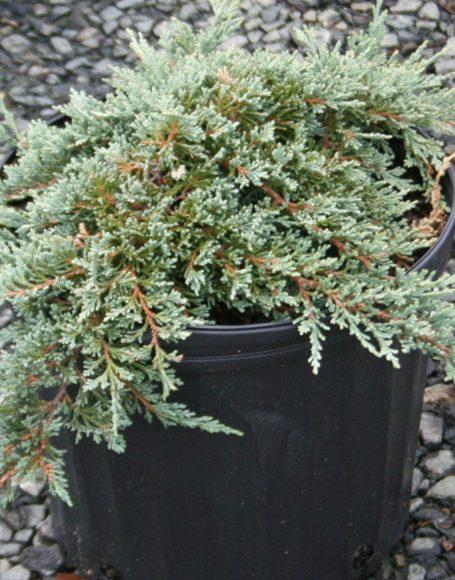 Juniperus Horizontalis Icee Blue - View 13 from www redcrocus com