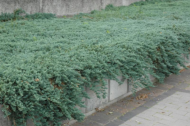 Juniperus Horizontalis Icee Blue - View 2 from www redcrocus com