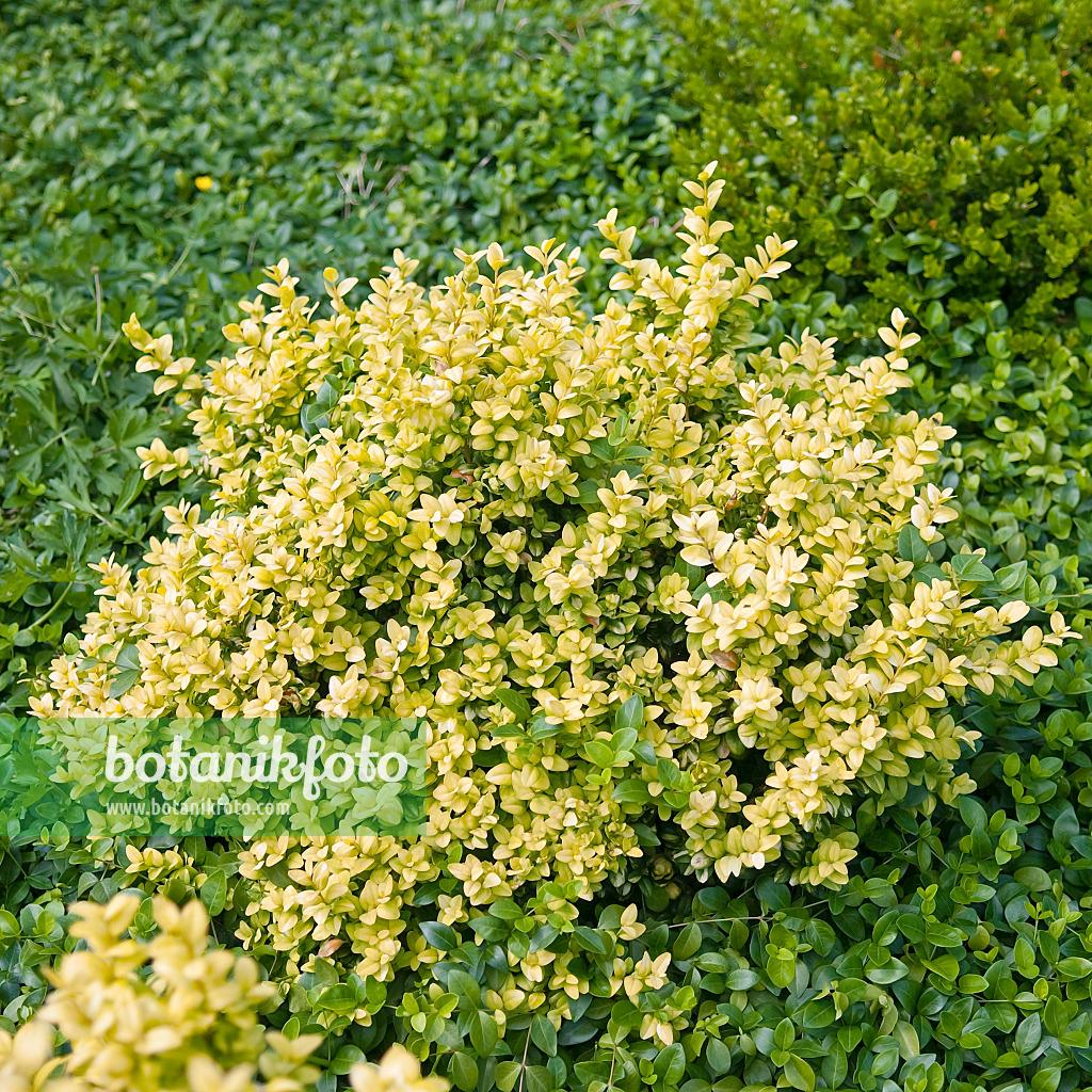 Buxus Sempervirens - View 16 from www redcrocus com