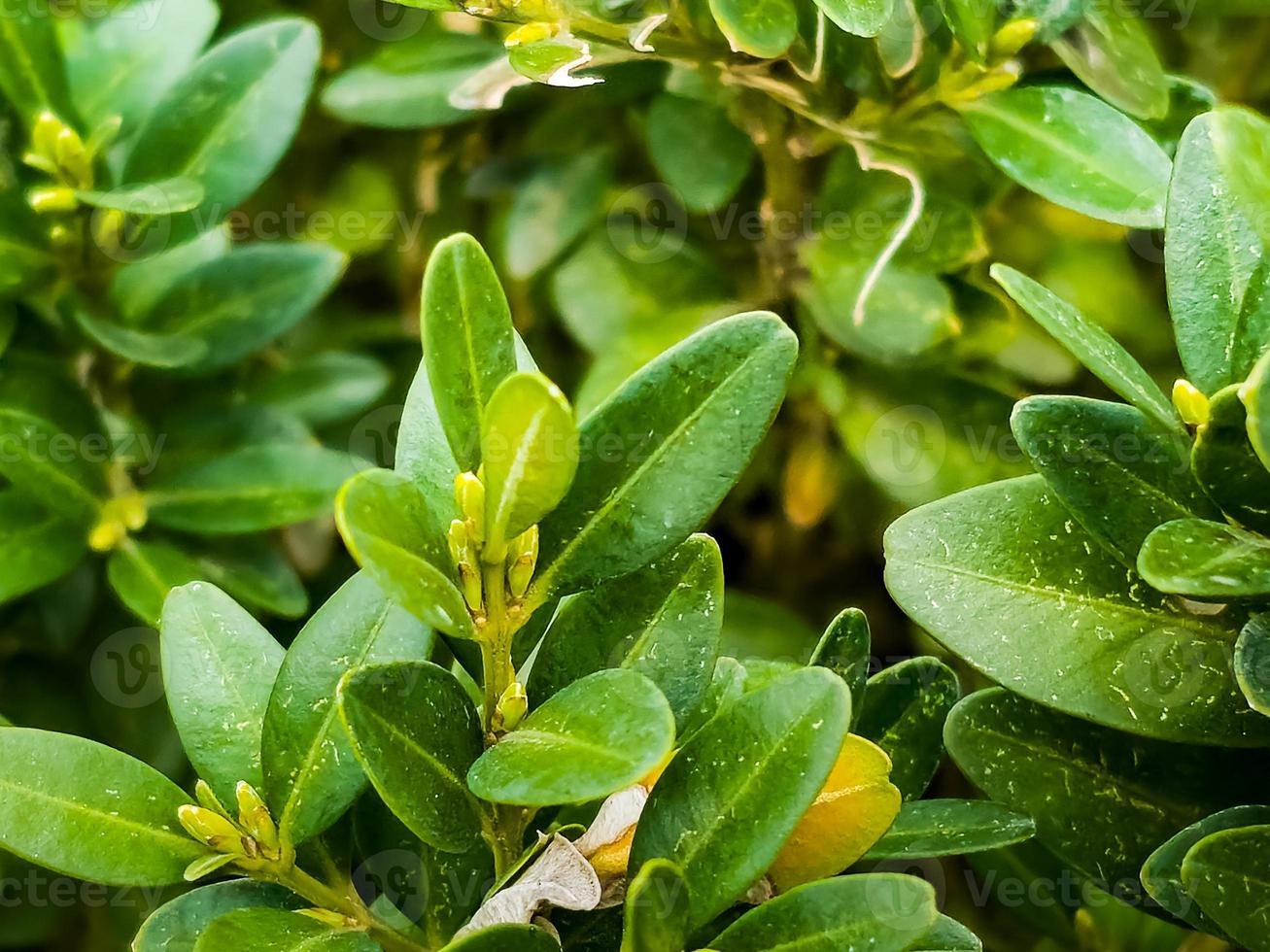 Buxus Sempervirens - View 16 from www redcrocus com