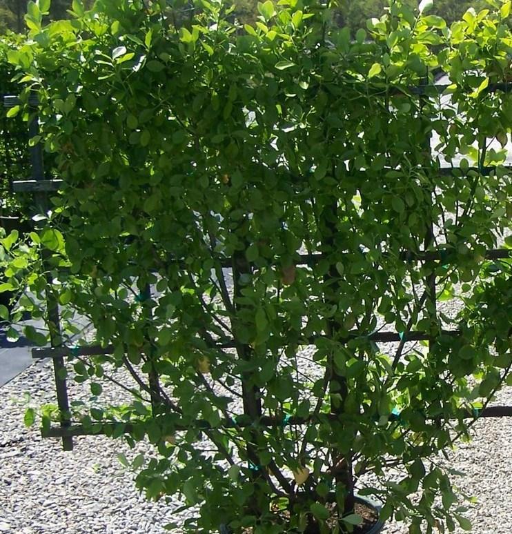 Euonymus Kiautschovicus Manhattan - View 11 from www redcrocus com