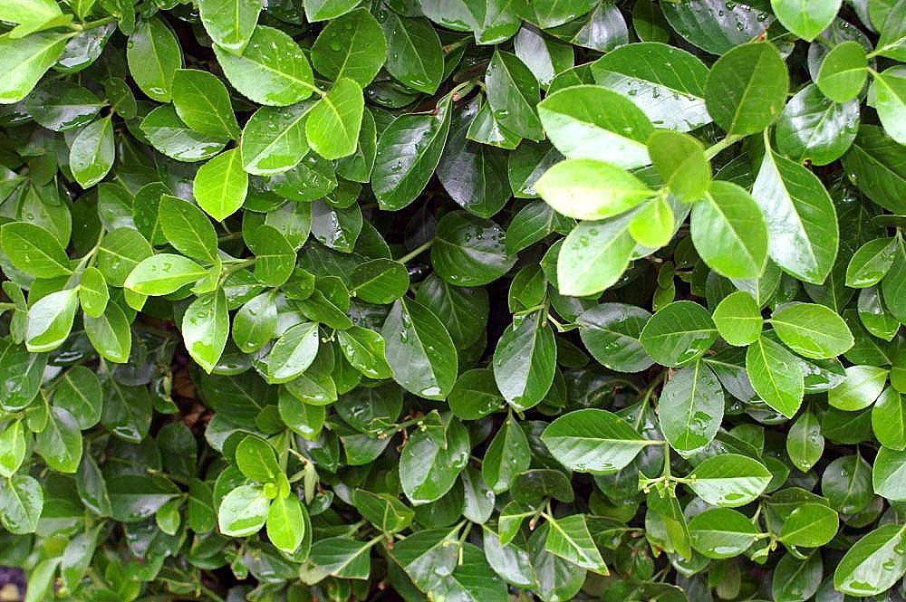Euonymus Kiautschovicus Manhattan - View 12 from www redcrocus com