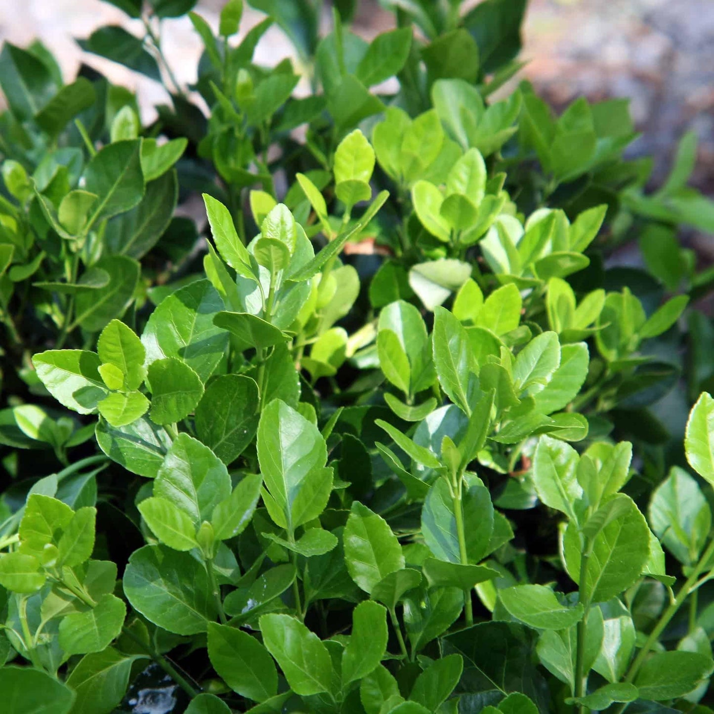 Euonymus Kiautschovicus Manhattan - View 14 from www redcrocus com