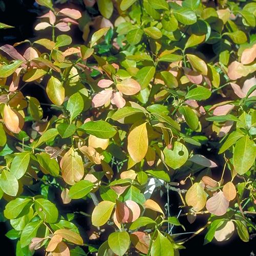 Euonymus Kiautschovicus Manhattan - View 18 from www redcrocus com