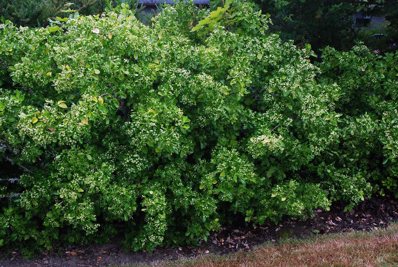 Euonymus Kiautschovicus Manhattan - View 1 from www redcrocus com