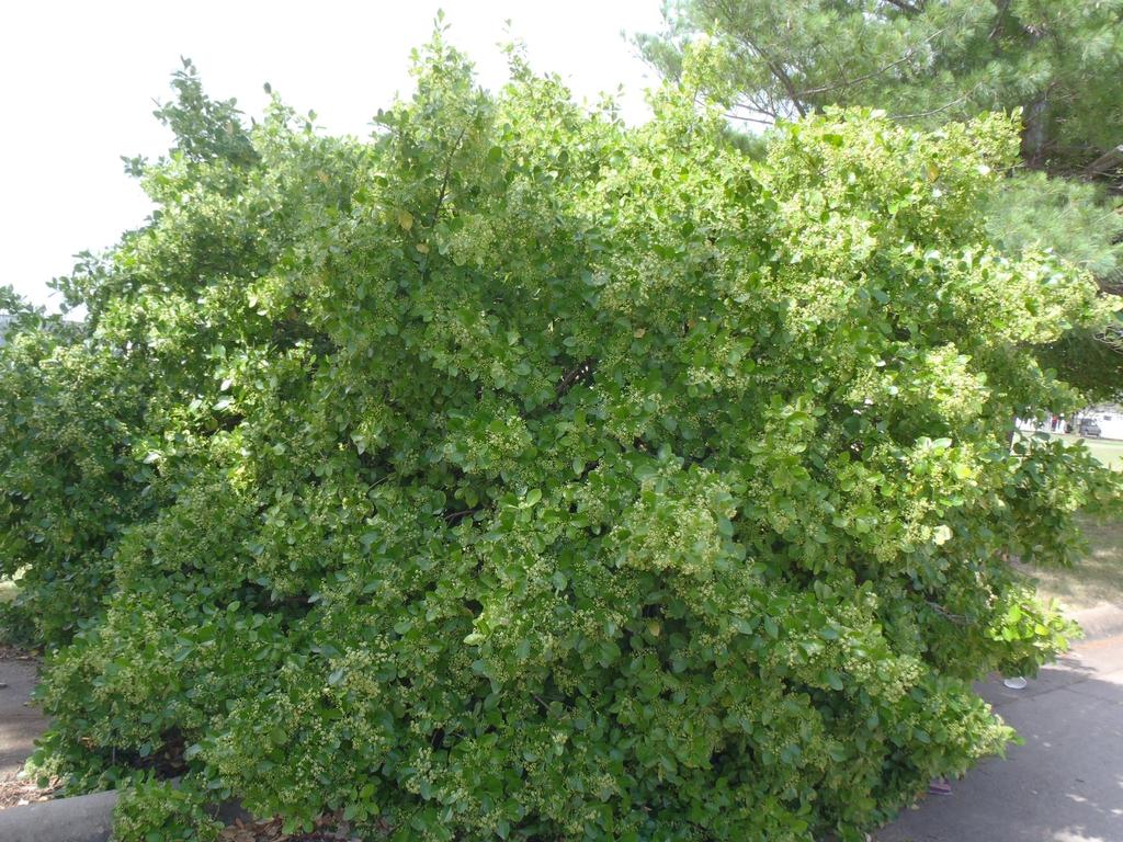 Euonymus Kiautschovicus Manhattan - View 2 from www redcrocus com