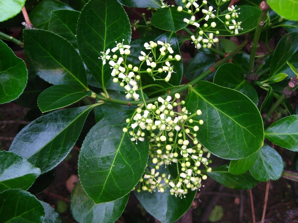 Euonymus Kiautschovicus Manhattan - View 4 from www redcrocus com