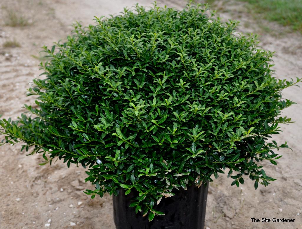 Ilex Crenata Soft Touch - View 10 from www redcrocus com