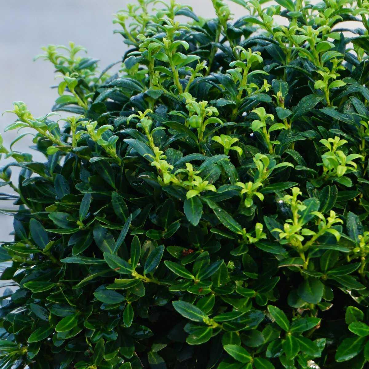 Ilex Crenata Soft Touch - View 11 from www redcrocus com