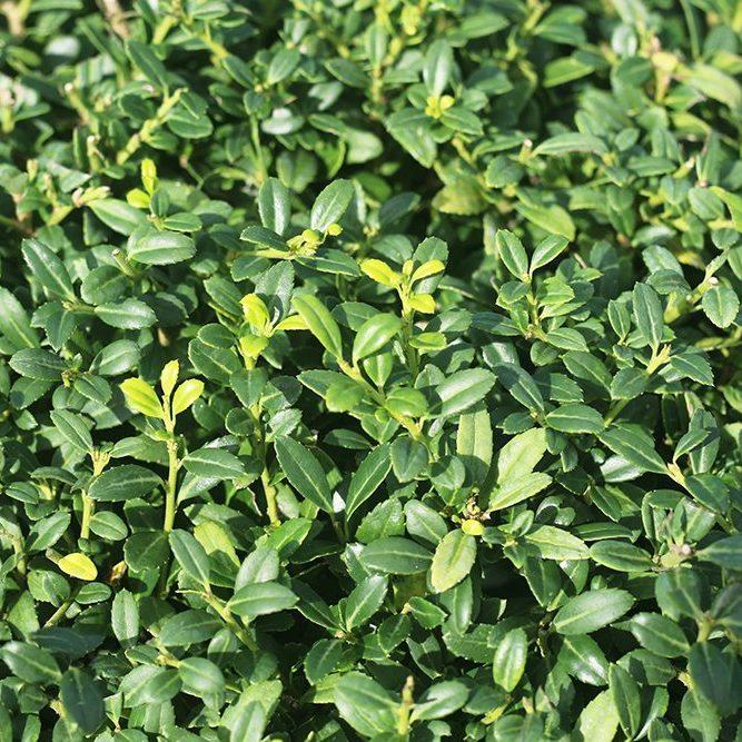 Ilex Crenata Soft Touch - View 13 from www redcrocus com