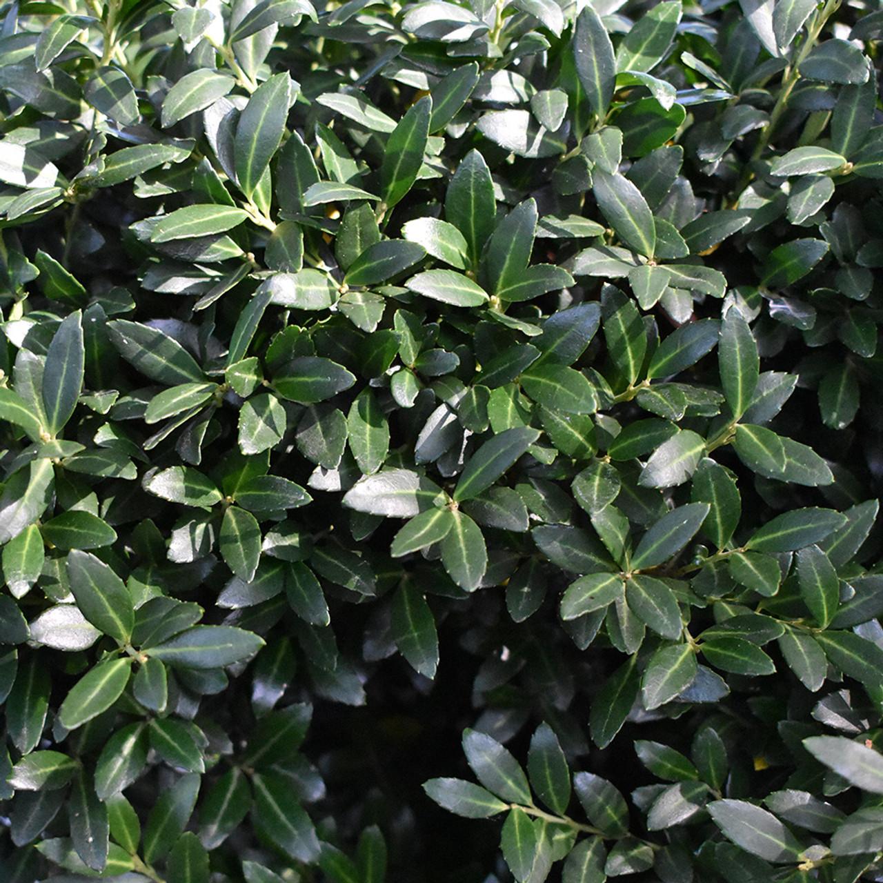 Ilex Crenata Soft Touch - View 14 from www redcrocus com