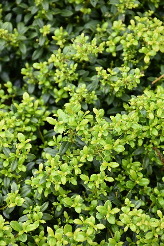 Ilex Crenata Soft Touch - View 15 from www redcrocus com