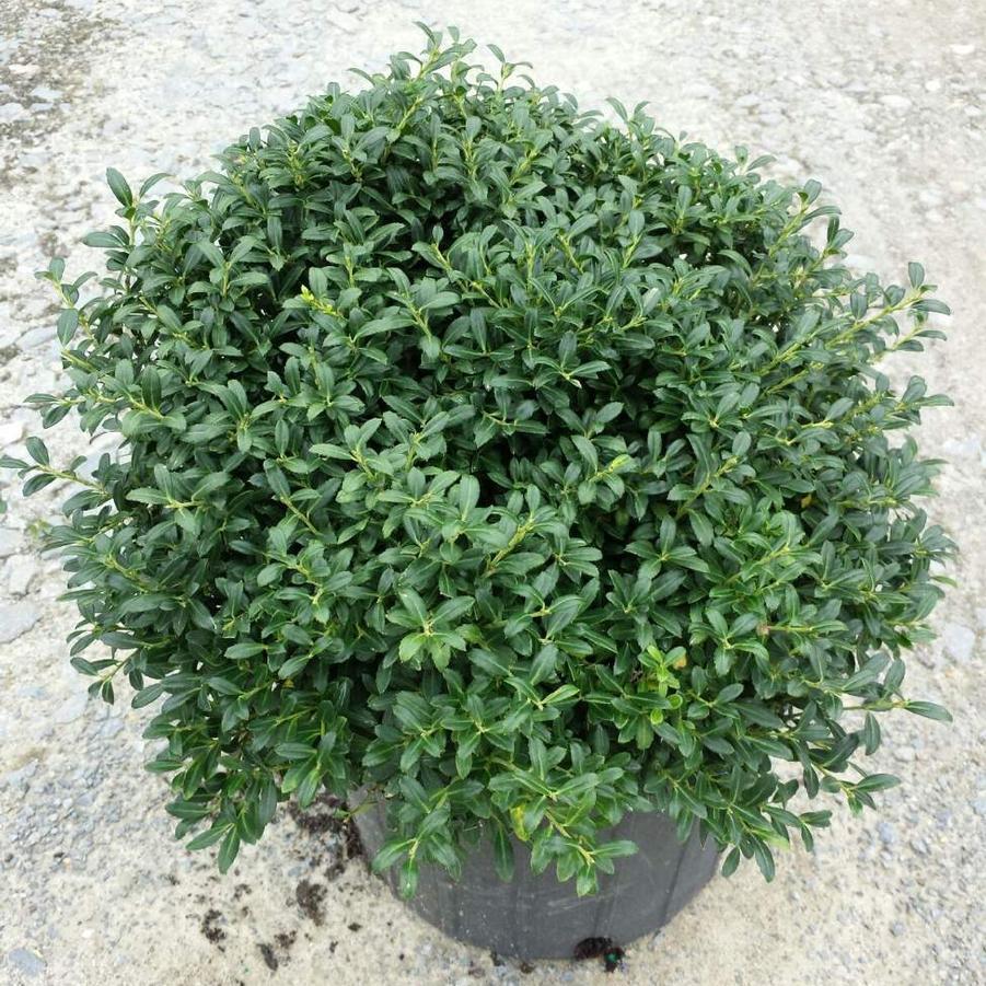 Ilex Crenata Soft Touch - View 16 from www redcrocus com