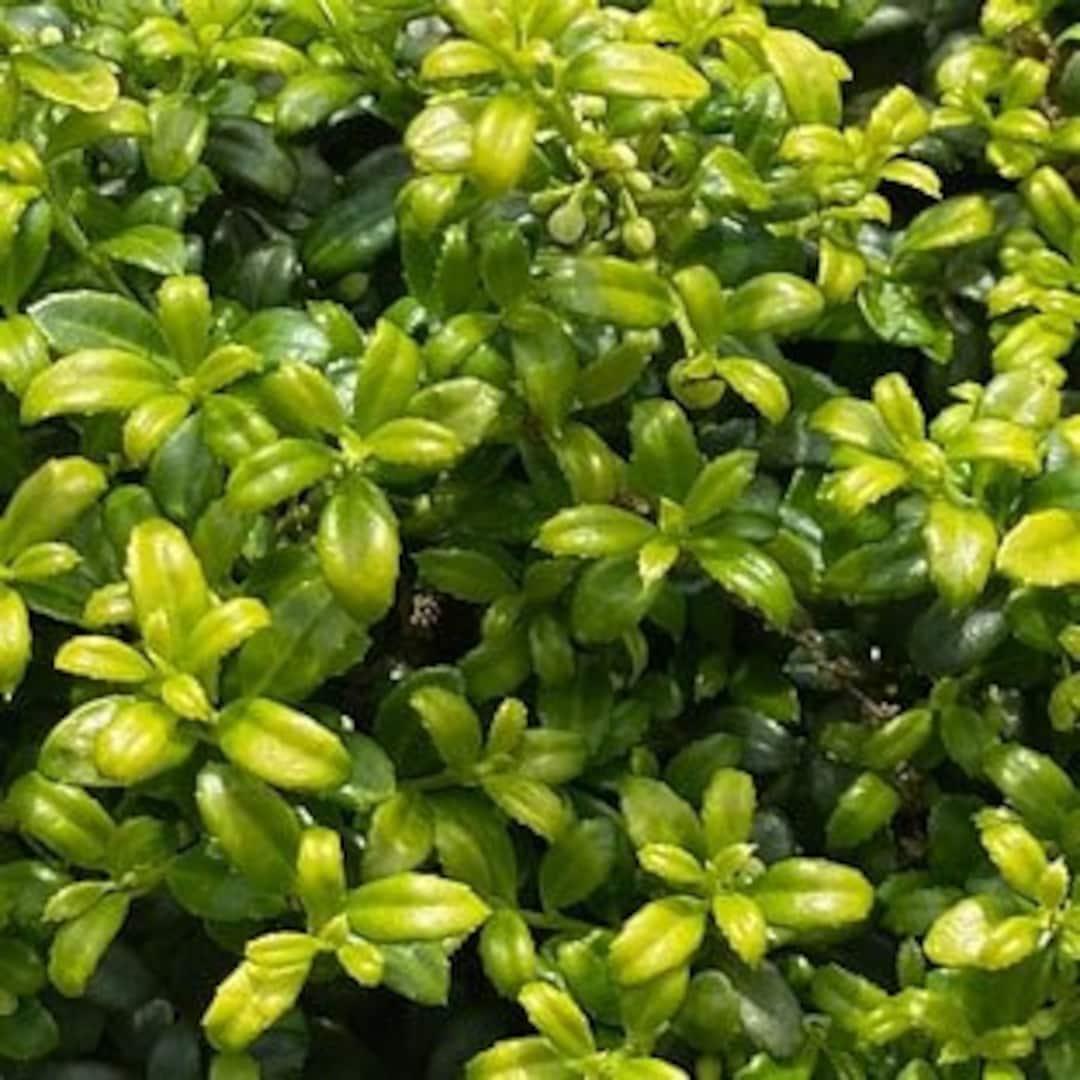 Ilex Crenata Soft Touch - View 17 from www redcrocus com