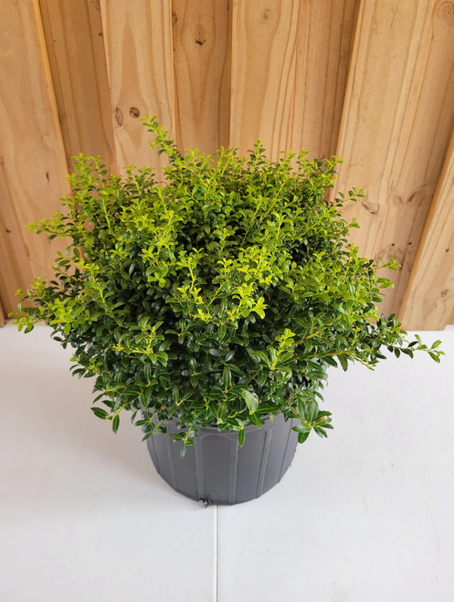 Ilex Crenata Soft Touch - View 17 from www redcrocus com