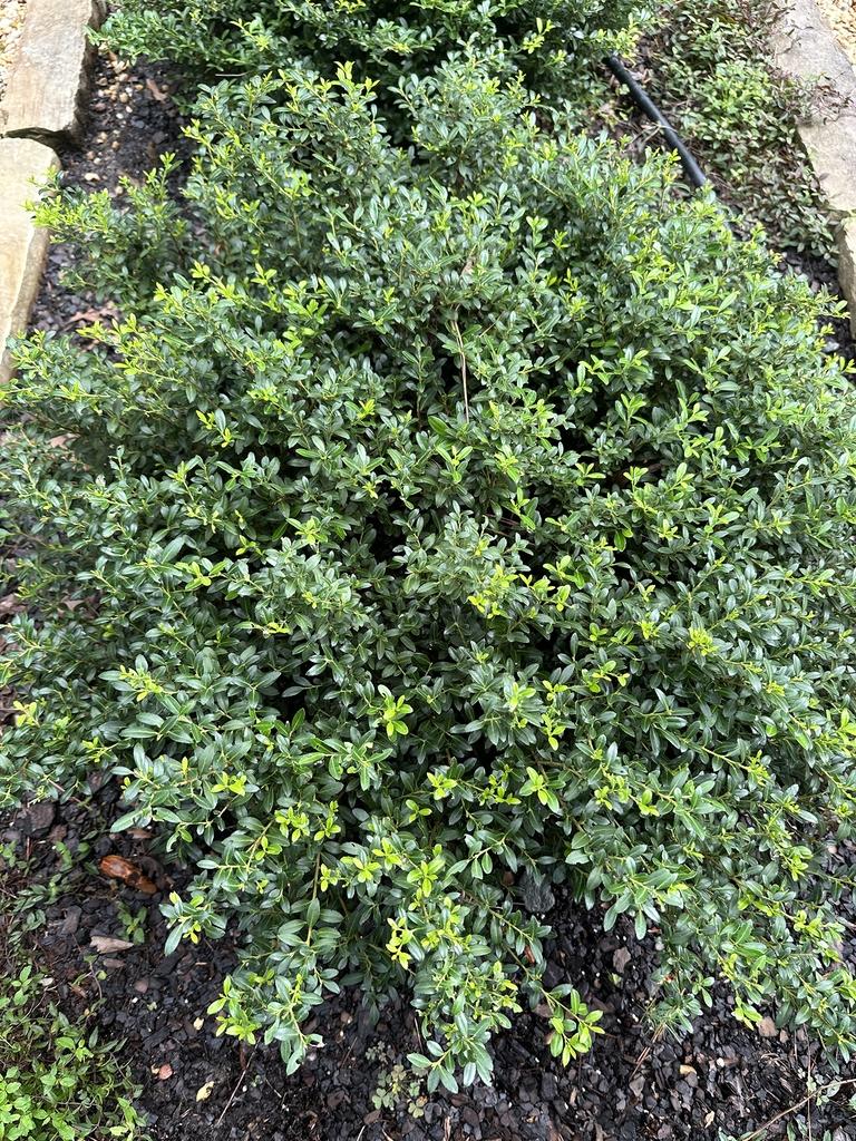 Ilex Crenata Soft Touch - View 19 from www redcrocus com