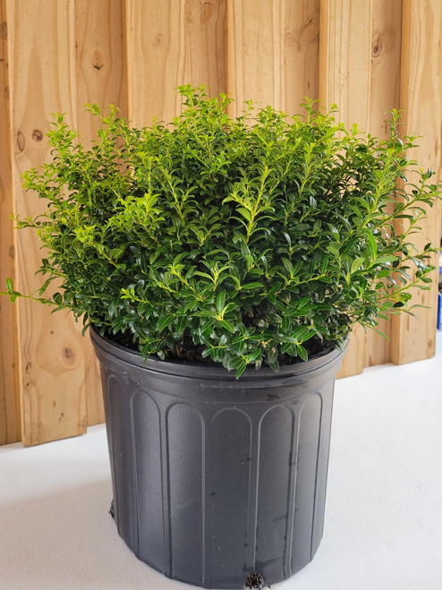 Ilex Crenata Soft Touch - View 19 from www redcrocus com