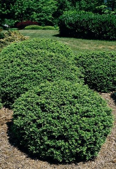 Ilex Crenata Soft Touch - View 20 from www redcrocus com