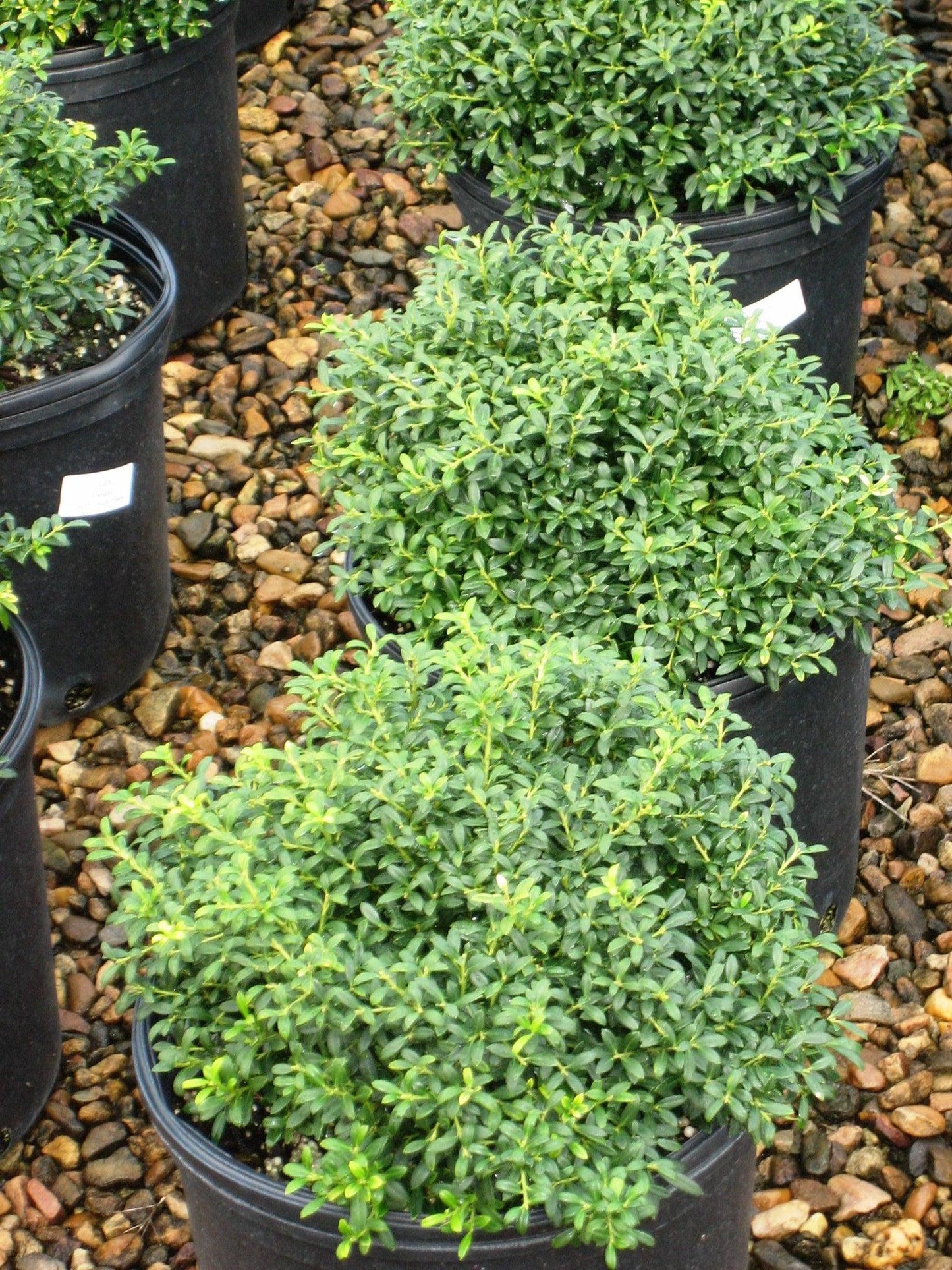 Ilex Crenata Soft Touch - View 3 from www redcrocus com