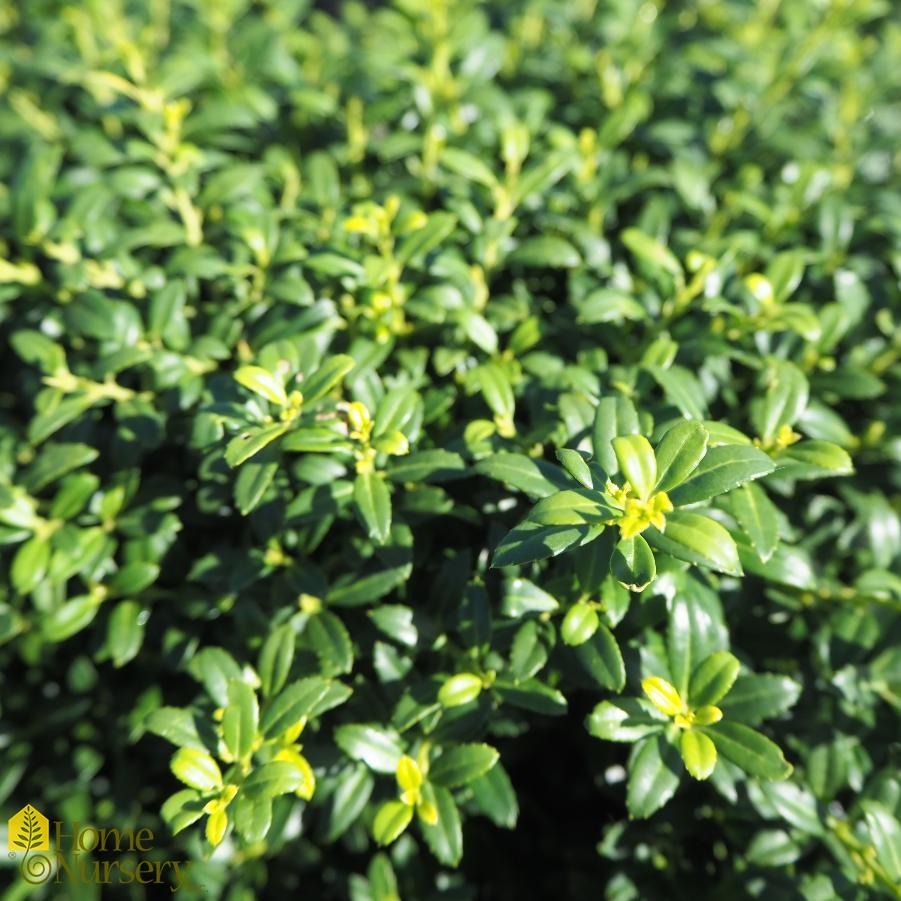 Ilex Crenata Soft Touch - View 6 from www redcrocus com