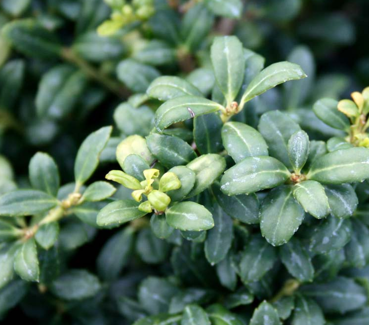 Ilex Crenata Soft Touch - View 6 from www redcrocus com